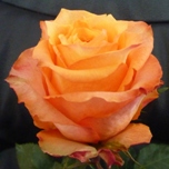 Twilight Rose d'Equateur Ethiflora